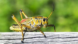 Image result for Insect Cricket Colors