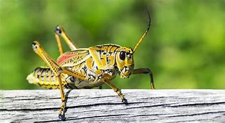 Image result for Cricket Woman Bug