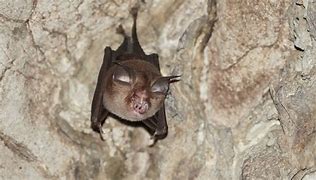 Image result for Cute Bumblebee Bat
