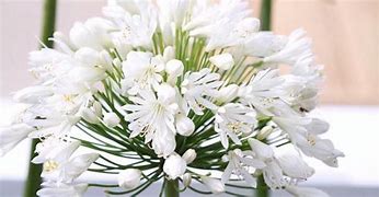 Agapanthus White Heaven (Funnel-Group) に対する画像結果