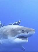Image result for Tge Biggest Shark in the World