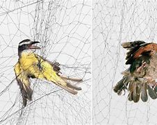 Image result for Bird Caught in Net