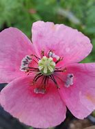 Image result for papaver_dubium