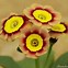 Bildergebnis für Primula auricula Rocksand