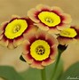 Image result for Primula auricula Sarah Lodge