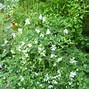 Image result for Clematis viticella alba luxurians