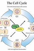 Image result for cell division process step