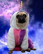 Image result for Frank the Pug