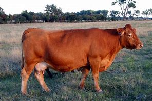 Image result for Different Types of Beef Cattle