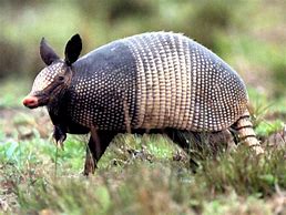 Image result for Pic of Armadillo