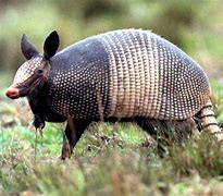 Image result for armadillo