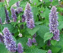 Image result for Agastache foeniculum