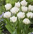 Image result for Tulipa Mount Tacoma