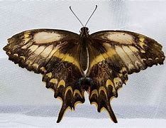 Image result for Rarest Butterfly in the World