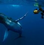 Image result for Whale On Beach