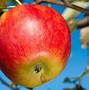 Image result for Apple's Similar to Jonagold