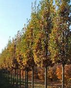 Image result for Quercus robur Fastigiate Zeeland