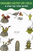 Image result for Saguaro Cactus Life Cycle