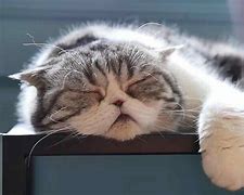 Image result for Bored Kitty