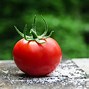Image result for Biggest Seed That Isn't a Fruit