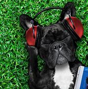 Image result for Cool Dog Wallpapers