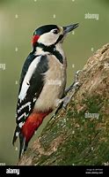 Image result for Dendrocopos syriacus