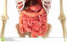 organi interni corpo umano rappresentazione degli organi interni e corpo umano 3d organi interni corpo umano rappresentazione degli organi interni e corpo umano 3d