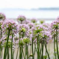 Image result for Allium Summer Beauty