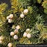 Image result for Juniperus conferta All Gold