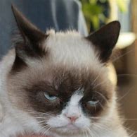 Image result for Grumpy Cat Funny