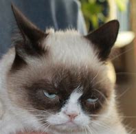 Image result for Grumpy Cat No Meme