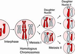 Image result for Ploidy in Chromosomes
