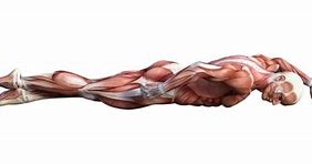 Image result for Major Muscles Used in Swimming