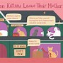 Image result for Kittens vs Their Parents