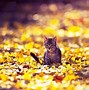 Image result for Cat with Leaf