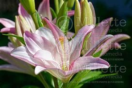 Image result for Lilium Bentley