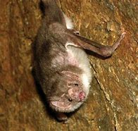 Image result for Hairy-Legged Vampire Bat