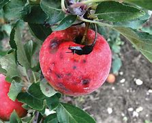 Image result for Apple Black Rot