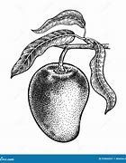 Image result for Mango Drawing