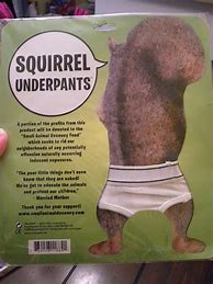 Image result for Squirrel Underpants