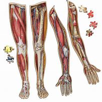 Image result for Human Arms and Legs