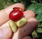 Image result for Coffee Fruit Sack