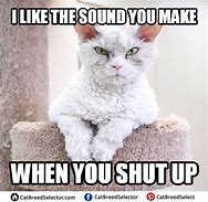 Image result for Cute Angry Cat Meme