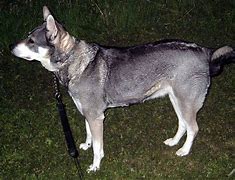 Image result for alhund