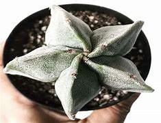 Image result for Star Cactus Plant