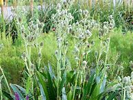 Image result for Eryngium agavifolium