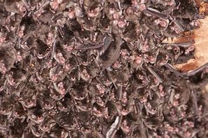 Image result for Vaccinate Bats