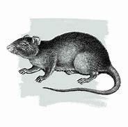 Image result for ESEE RAT-5