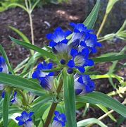 Image result for Gentiana dahurica