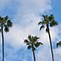 Image result for Palm Tree and Cash Wallpaper